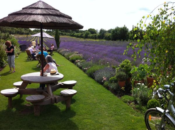 davidwatson00's tweet image. Lavendar Farm