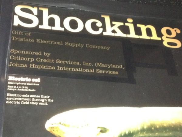 EWAEmily's tweet image. Check out who sponsors the eel exhibit at the #Baltimore Aquarium. #logicalchoices