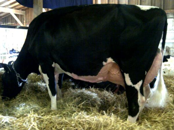 Larest Jasper Halle VG-88 and 1st place Sr.3 Year Old Morris Summer Show.