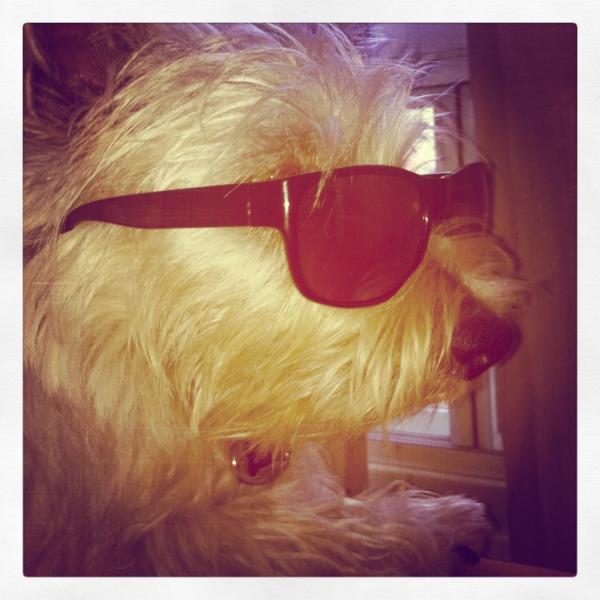 DonnyArms's tweet photo. #toocoolfurschool
#niceshades http://t.co/v0NvxPrq