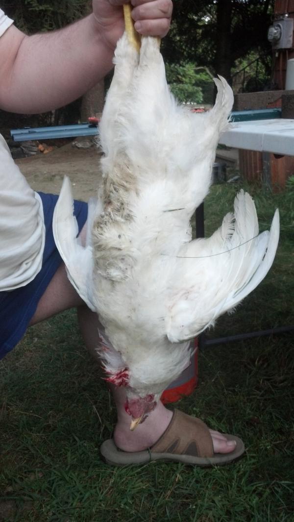 CookFromStorage's tweet image. Harvest has begun, fresh dinner tonight! What are your favorite uses for a whole chicken?