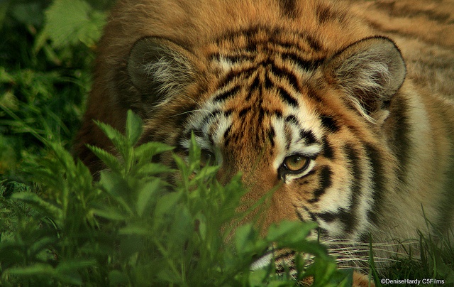 Amatta24's tweet image. Stalking... Like a tiger #PredatorMode