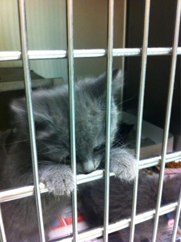PSPCA Kids4Kats tweet media