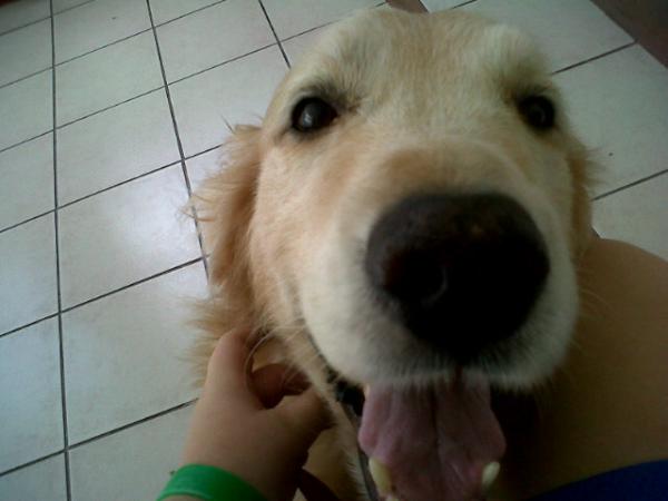 MarcoFernanda's tweet photo. Que lindo mi perro http://t.co/wqZNIAzQ