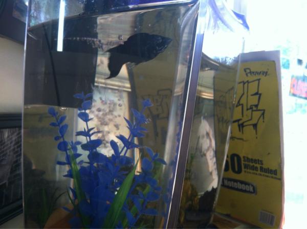 BamboozleSkate's tweet photo. Latest addition to the team http://t.co/QbpWHBww