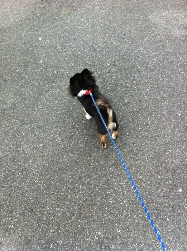 shellscript_ero's tweet image. 犬の散歩なう！
飼い主より前歩くな(￣◇￣;)