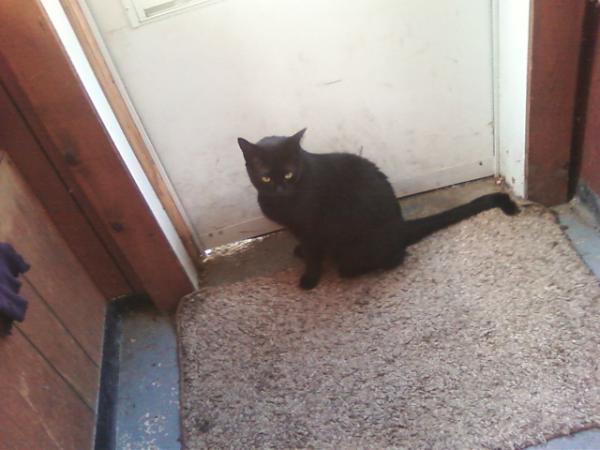 caityyvaree's tweet image. a cat has never hated me so much in my life. #exceptthisone #fuckyouchase