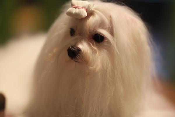 icon_dog's tweet photo. 아이콘독의 말티즈 모델…^^. 
상냥하고 품위와 애교 짱….^^ http://t.co/sDSyUllK