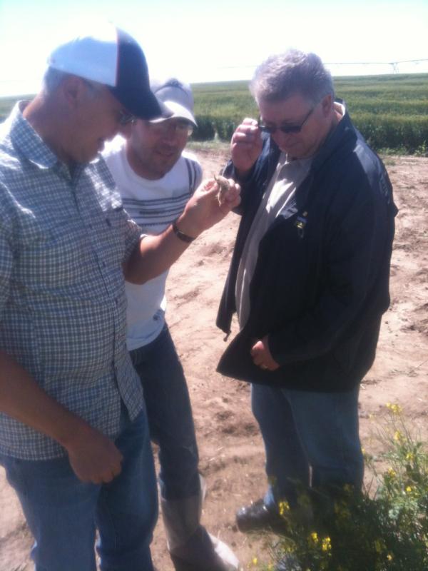 Murray Hartman &amp; Jim Bessel just showed up to walk the #canolagalla plots! Can't wait until tomorrow! #canola