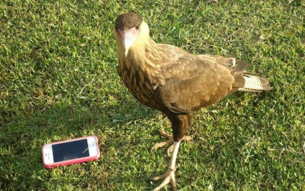 LEITAOS2COUTO's tweet photo. Gavião ‘rouba’ celular de jornalista durante treino do Timão!! Vale uma máxima da Bio q diz que o meio faz o indivíduo. http://t.co/SJIlALXs