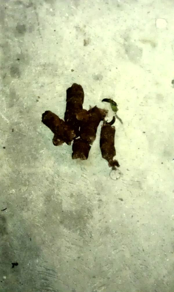 Pootition's tweet image. POOOOOOO!