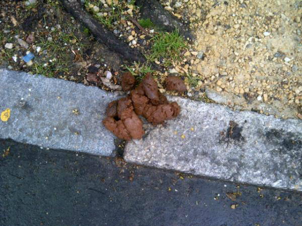 Pootition's tweet image. and more crap