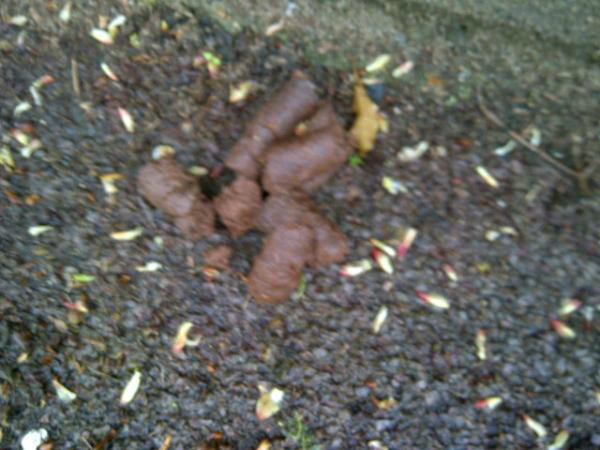 Pootition's tweet image. Fight the poo! @IslingtonBC