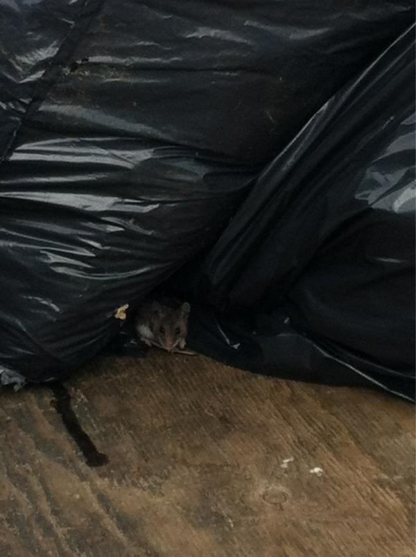 macdosman's tweet photo. @CountyHumor #mascot http://t.co/e1bGGhzG