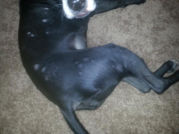 baileyrogue's tweet photo. Mosquitoes suck and I hate them. http://t.co/tkijq1C3