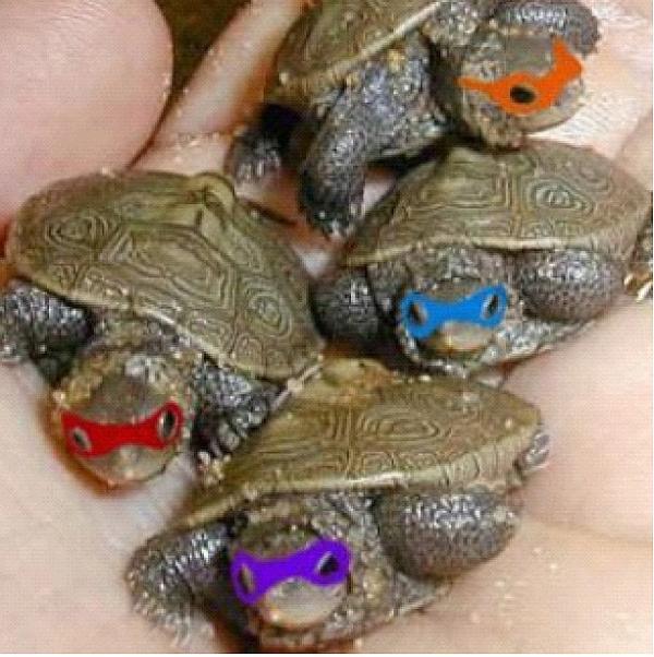 TurtleBatman's tweet image. The wee turtles!