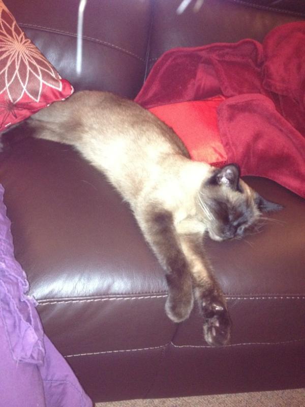 QueenMushy's tweet photo. It's a hard life being a cat! http://t.co/Dnzb43DA