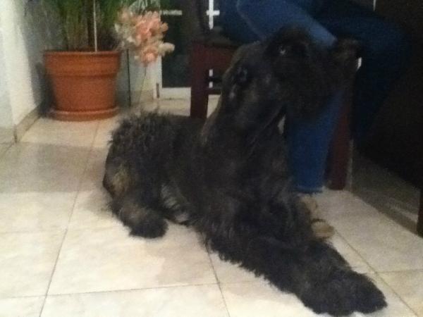 Realpischnauzer's tweet photo. Aquí les dejo una foto mía guof! #schnauzer #schnauzergigante #perros http://t.co/ldnDg4WL