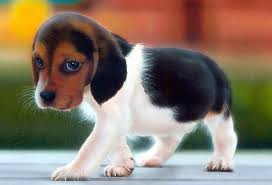 #YoTambiénDeboConfesarQue Alomejor soy un poco pesada con esto del maltrato animal,pero solo quiero el bien para ellos!