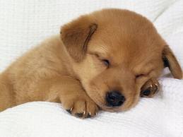 Ellos también te dan los #BuenosDias !