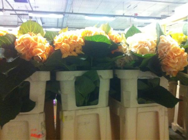 Hydrangea Dyed Orange!!