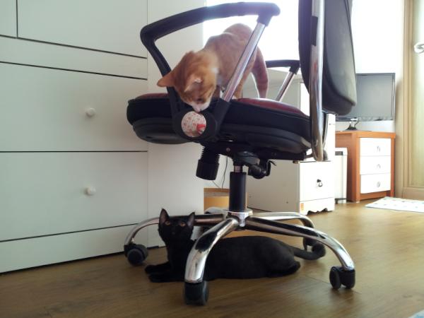 sjh0823's tweet photo. 두 냐옹이와 함께하는 아침 웅냥!! http://t.co/vzsibr7W