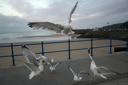 What it was like at lunch today. The 'Birds' were all over me. #bloodyseagulls