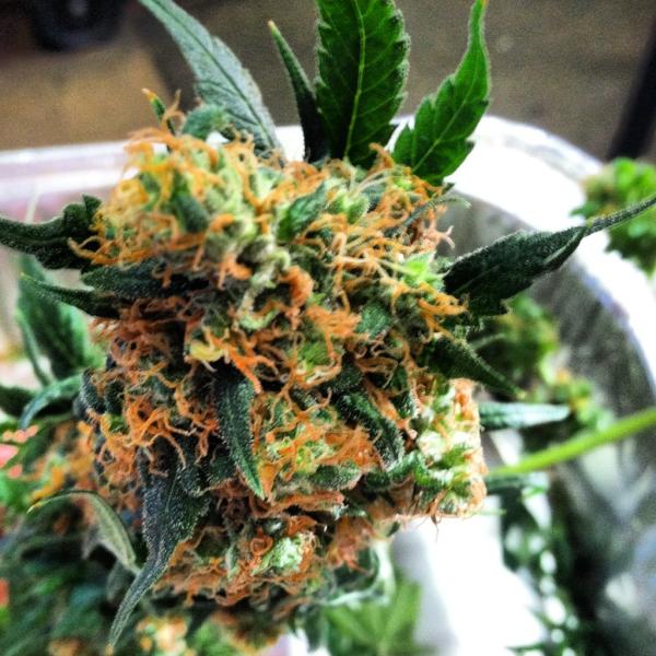 OneLoveHemp's tweet photo. B. E. A. utiful;) #WeedPorn #SexyBuds @stoner_stuff @Rx_Trees @tweetaboutweed http://t.co/WRwD8XS3