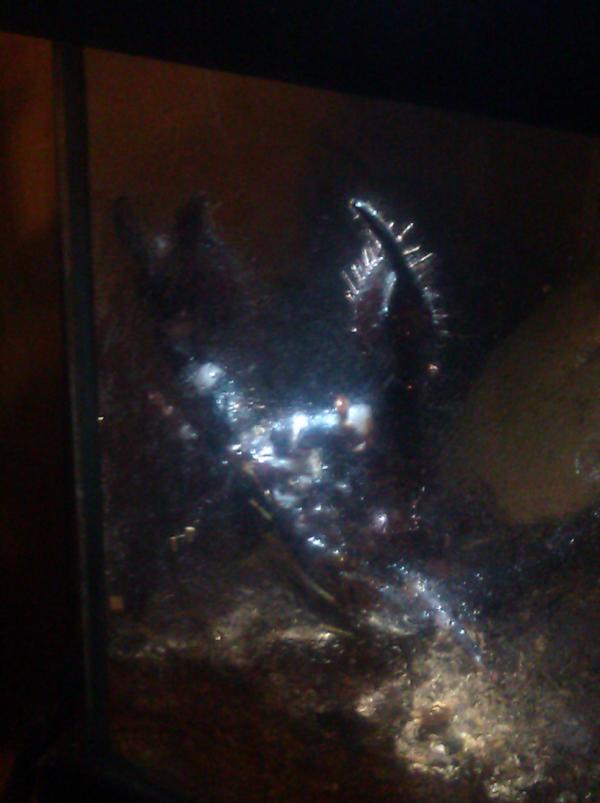 what_kim_said's tweet image. Nipsey following the light #scorpion #emperorscorpion