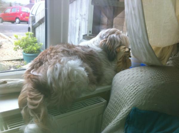 rabbicop's tweet photo. What can I say the Alsatian couldn't do that http://t.co/0dgoFHS7