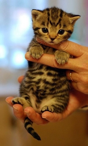 RealFratCat's tweet photo. Purr Overload... http://t.co/f0Dg0AAe