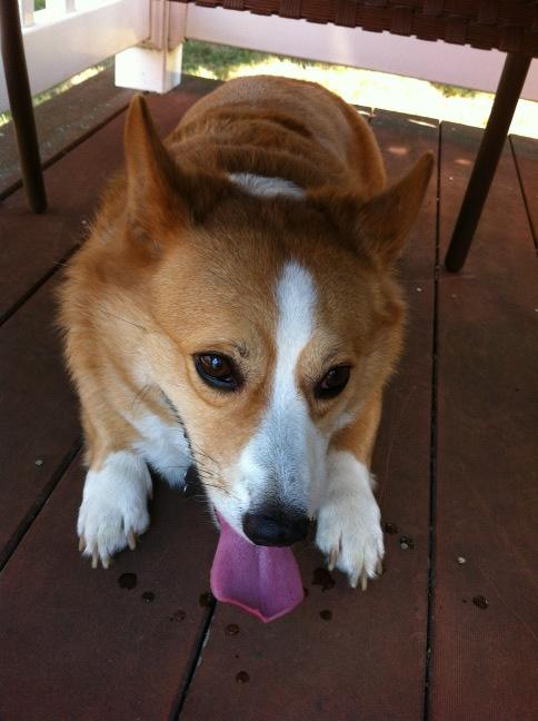 shudocta's tweet photo. Trot chillin http://t.co/ZdbiEX1j