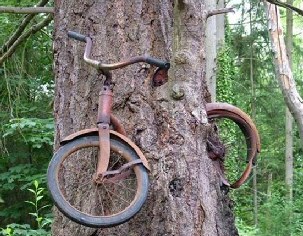 CyclingHumour's tweet photo. One recommends not chaining your bike too close to a tree for any extended amount of time. http://t.co/xsqhZyQF