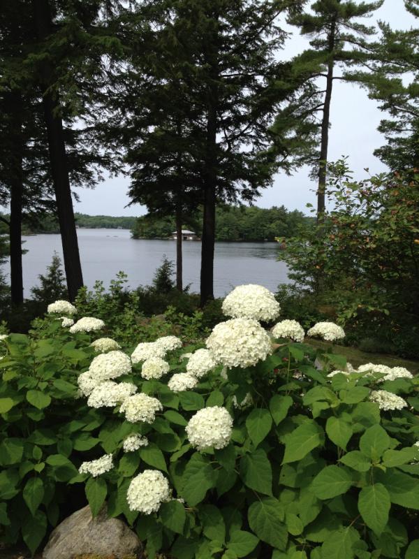 rodmanprimack's tweet photo. MUSKOKA--beautiful lakes w/ lush gardens. Check out blog @ http://t.co/MLHBKNst &amp; FB @ https://t.co/I1xPRkt1 http://t.co/Ezd4Tk7i