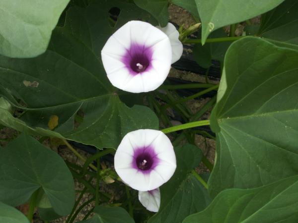 oisoo's tweet photo. 행운 나누기^^ RT @skyggooo: @oisoo 선생님   저희집에  고구마꽃이  피었어요  꽃말이 행운이래요  이글을 보시는  모든분들께 행운을 나눠드리고  싶어요 http://t.co/ES7yfdSk