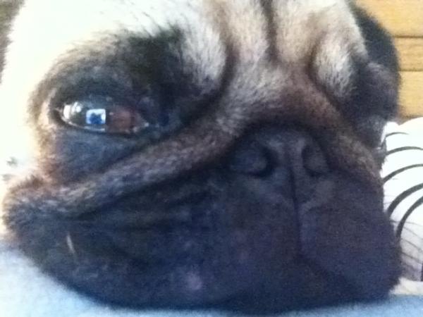DamnPugalicious's tweet photo. HOLLAAAAA, this bitch be looking fiiiiiiiine http://t.co/xjWTHUst