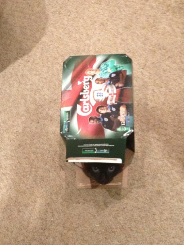 QueenMushy's tweet photo. If carlsberg did cats they'd probably be the best cats in the world http://t.co/CJHTLNKT