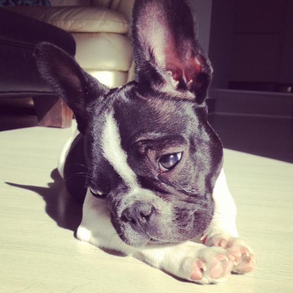 CataLlado's tweet photo. "@riverocalu: #noalmaltratoanimalxfavor!!! http://t.co/yXCGiSTV"// amor total!!!