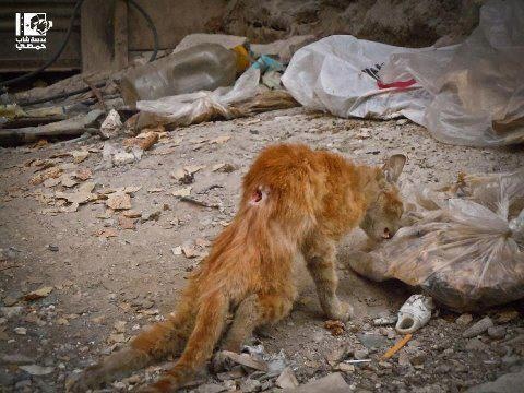 Guided_Light1's tweet photo. قِطّ جريح في #سوريا ربما يحرّك العالم الغربي!
Cat wounded in #syria  looking for food,perhaps move the Western world ! http://t.co/6jgQ34Rp