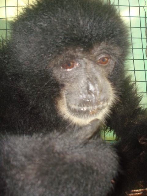 3 new siamangs received at Kalaweit Click here : chaneekalaweit.blogspot.com <a href="/desianwar/">Desi Anwar</a> <a href="/OlgaLy_DIA/">Olga Lydia</a> @KalaweitAus <a href="/piyopikavet/">Panggil aja Purbo</a>