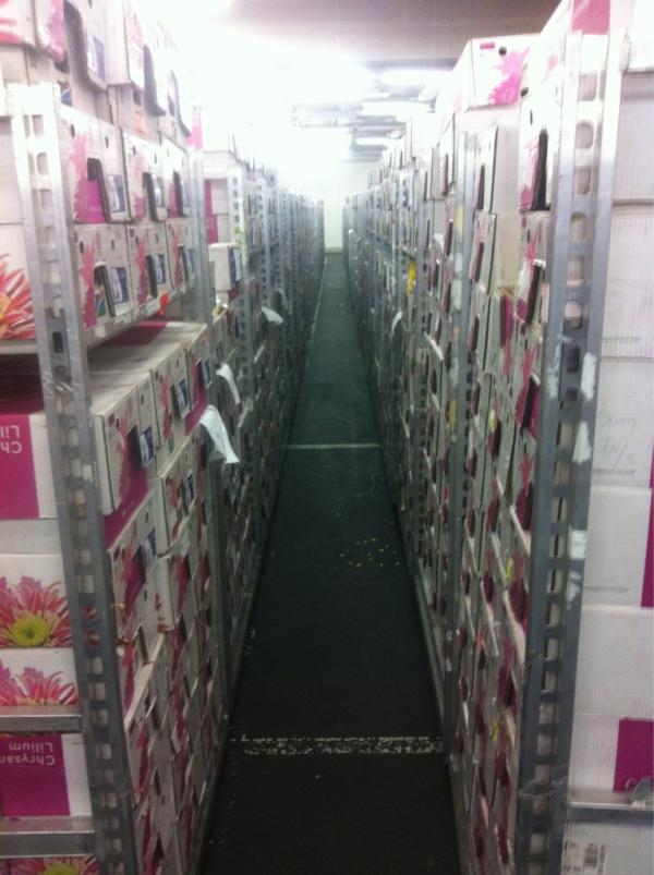 Good morning! It's a nice day to buy some flowers dont you think? A fresh stock of chrysants today! Great stuf!