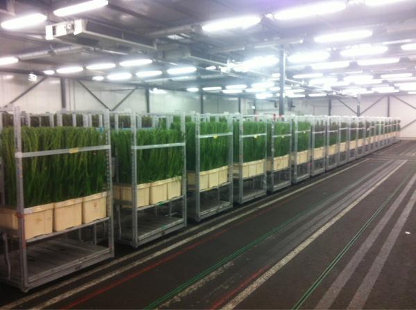 Doesn't this make you "glad" your in the flower business?