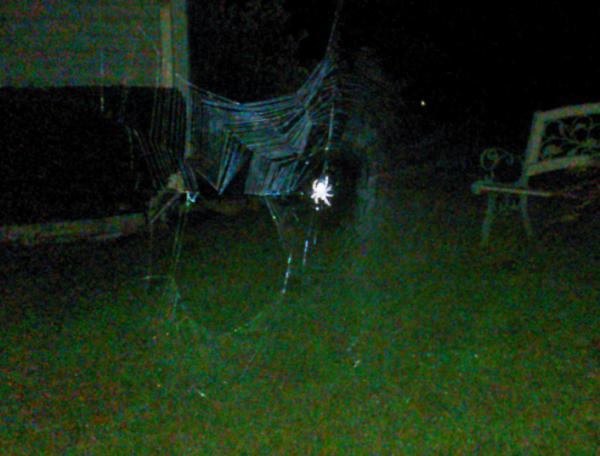 SrinapticCleft's tweet image. Killer web huh?!?!? #PredatorMode