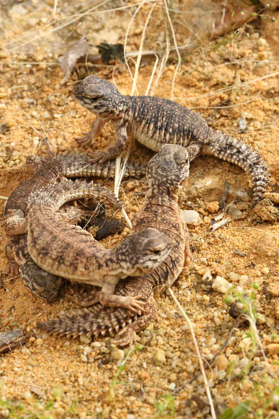 AlligatorBay50's tweet photo. naissance de lézards fouettes queues à alligator bay. http://t.co/DqFNn7eP