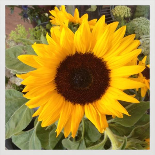MossBuckingham's tweet photo. Great day for some sunflowers! http://t.co/pMUGKd3T