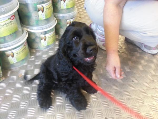 WolfitPetShop's tweet photo. Meet Tiberius, a beautiful cocker puppy who is making great use of coachies training treats. Rewarded while learning!!! http://t.co/zbZSwetg