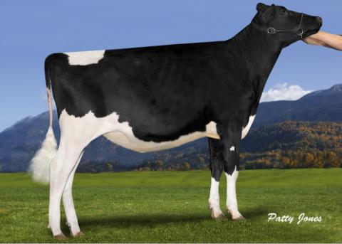 CEDARWAL FEVER BEAUTY - 1st Summer Yr and HM Jr Champion Chilliwak 2012. Next Dams: VG-85, then Champion Bally EX-95 4*
