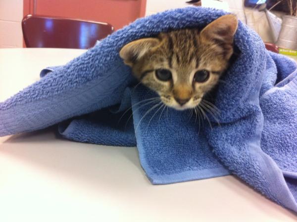 PSPCA Kids4Kats tweet media