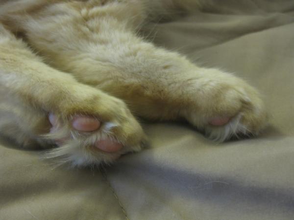 science diet veterinary