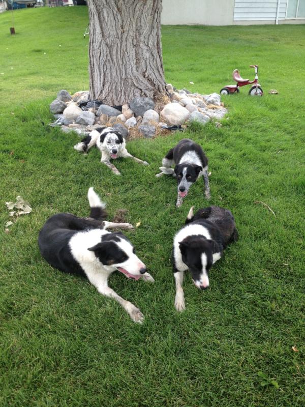 RMFconsultants's tweet photo. If you have cows, you gotta have good dogs!! http://t.co/RKmC9ZUE